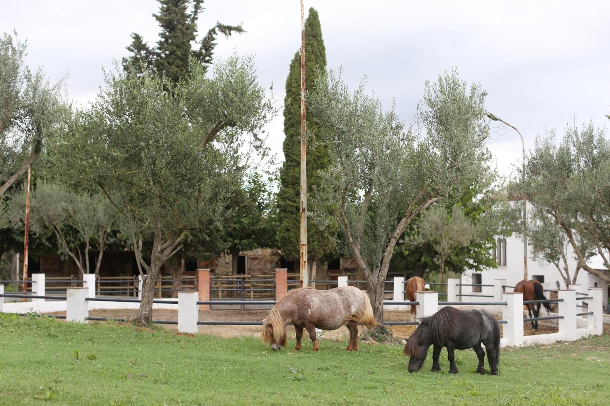Masia Rovira - Esc1852 Apartahotel Sant Llorenç d'Hortons